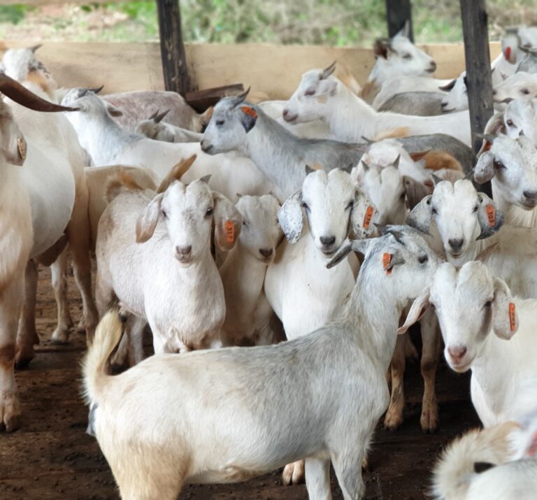 Saharan Goat Savanna Goats