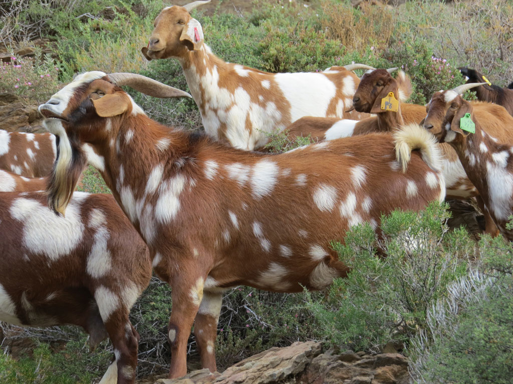 Hyper Goats Sahara Farm Livestock for sale