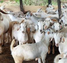 Saharan Goat Blog - Sahara Farm